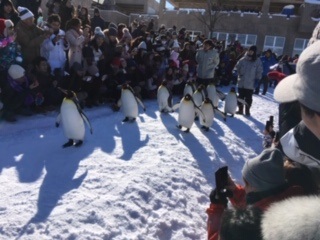 asahiyamadoubutsuen-pengin2.jpg