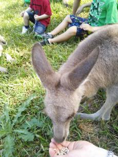 ワラビーに餌あげ♪