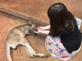 カンガルーと伊藤