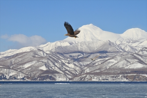 知床半島の流氷とオジロワシ