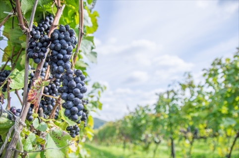 山梨 ブドウ畑イメージ