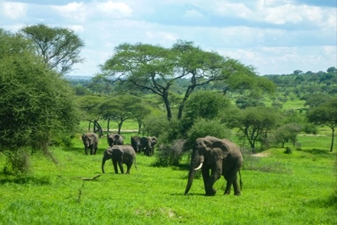 アフリカ ンゴロンゴロ