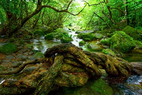 西表島のジャングル