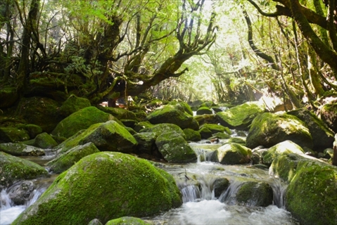 屋久島 白谷雲水峡