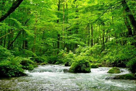 初夏の奥入瀬渓流