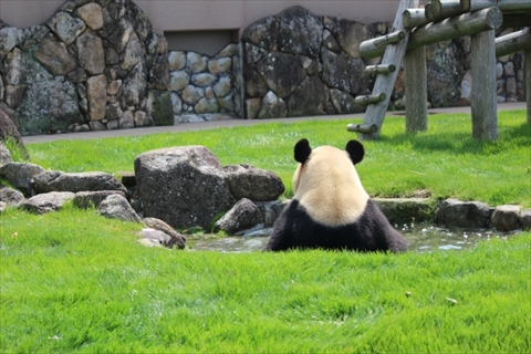 アドベンチャーワールドのパンダ