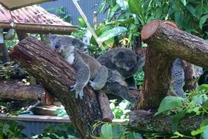 オーストラリア